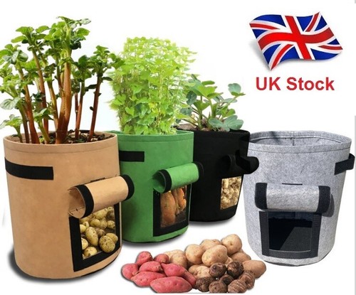 7 gallon potato onion - /,