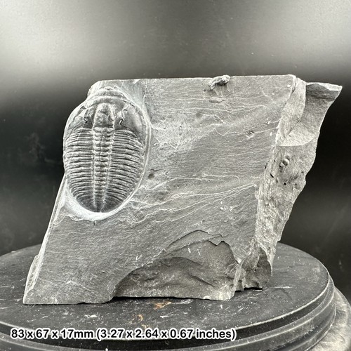 Elrathia kingi trilobite - elrathia,