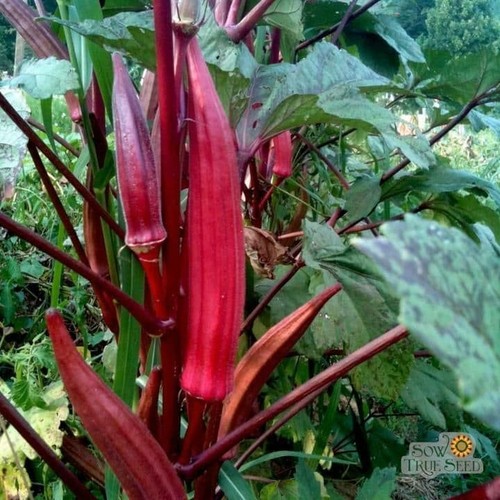 Burgundy okra plug plants - 5x, |
