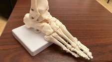 Life Size Foot and Ankle Joint Functional Anatomical Skeleton Model Medical