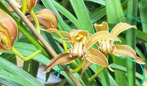 Cymbidium tracyanum yellow - tracyanum,