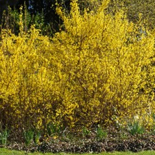 Forsythia Hardy Shrub Flowering Garden Plant 'Spectabilis' 1 or 2 x 9cm Pot T&M