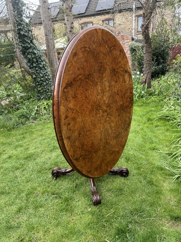 Antique burr walnut - antique,