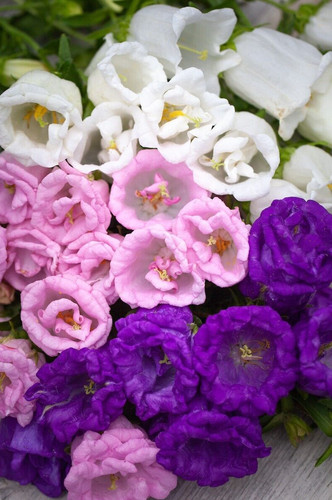 Canterbury bells campanula - canterbury,
