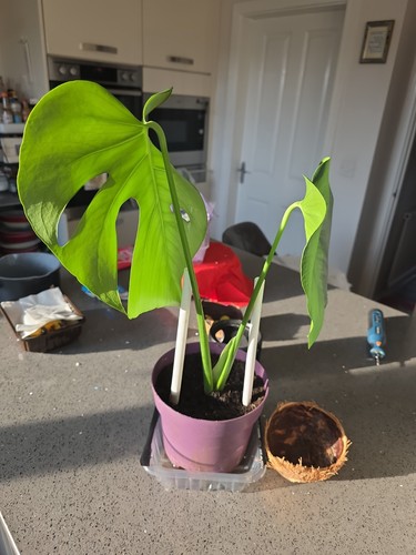 Monstera deliciosa swiss - deliciosa-,
