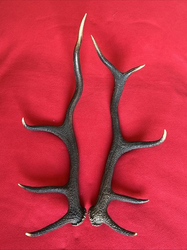 Pair red deer - pair,