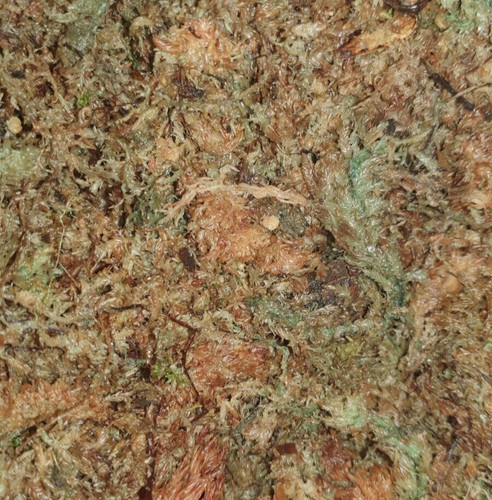 Sphagnum moss for - sphagnum, snails
