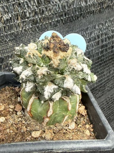 Ariocarpus cristata