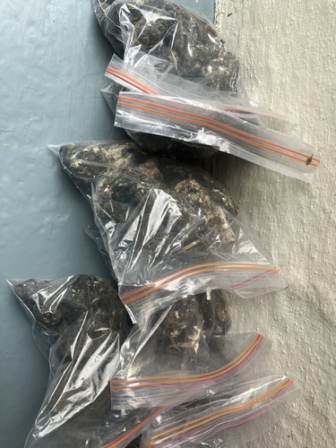 Barn owl pellets pack of - owl,