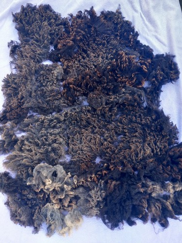 Black grey shetland sheep raw - black/grey,