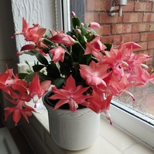 THANKSGIVING CACTUS DOUBLE SEGMENT LEAF  RARE PEACH/ORANGE LARGE FLOWERS 