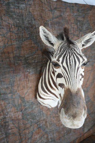Fhmich2 rare zebra - fhmich2,