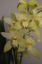 Yellow Cymbidium Orchid Plant Live - 1 Flower Spike