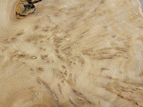 Timber scottish burr elm - elm, blank