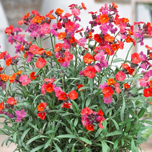 Wallflower red pack garden - red,