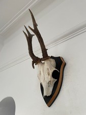 Unusual Antlers of a  Roe Deer 522 Real Taxidermy mounted interior design horns