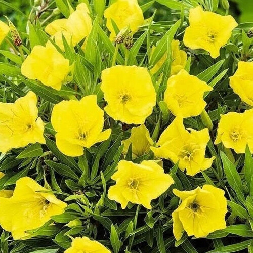 Missouri yellow primrose seeds - yellow,