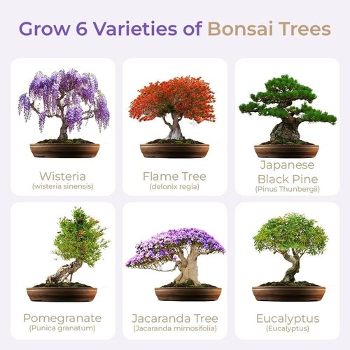Japanese bonsai tree - japanese,