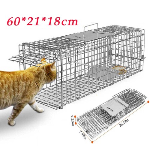 New rat cat squirrel - rat,