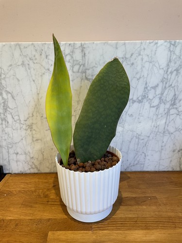 Whale fin snake - , plant