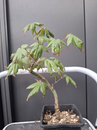 Part trained japanese - trained, maple
