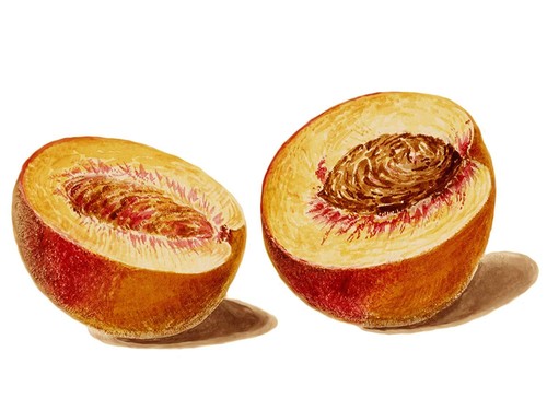 Peach hekking fruits - peach,