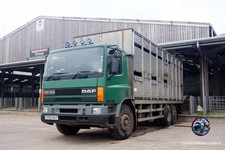 Truck Photo 6x4 DAF 65CF Livestock Y599NAY