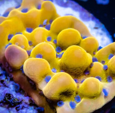 Beach Bum Monti Montipora Palawanensis Coral Frag Reef not Soft LPS Hammer Torch