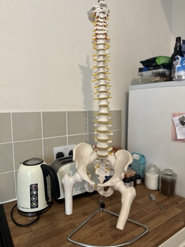 Anatomical spine lumbar disc - anatomical,