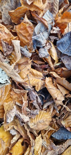Bioactive leaves only leaf - 6l,