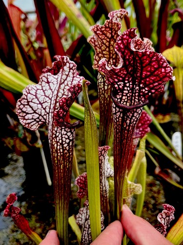 Sarracenia rita soper - rita,