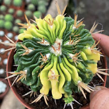 3-7CM Succulent Cactus Plant