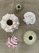 3x Mixed Sized Sea Urchins +