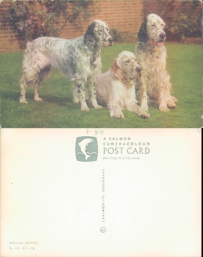 English setters salmon ltd - english, j