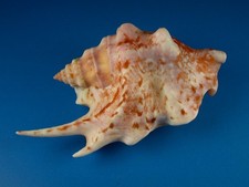 Strombus taurus, Great Dark Pattern, Long Spike, 90.1mm, Guam Shell