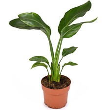 Strelitzia nicolai - White