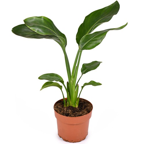 Strelitzia nicolai white - strelitzia,