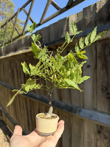 Wisteria mame bonsai - mame, walsall