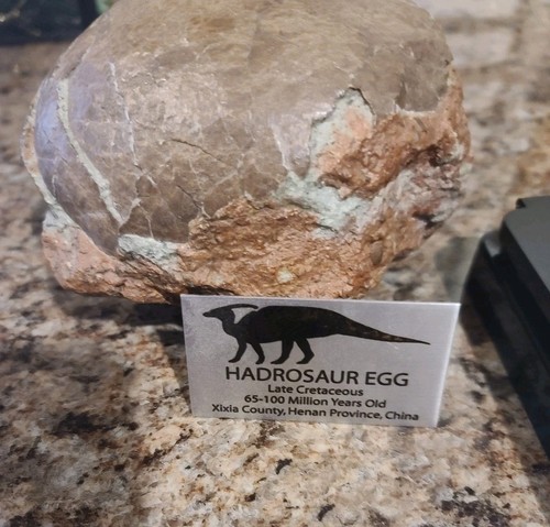 Authentic hadrosaur dinosaur - hadrosaur,