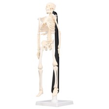 Human Skeleton Model 42cm