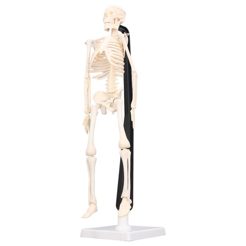 Human skeleton model - human,