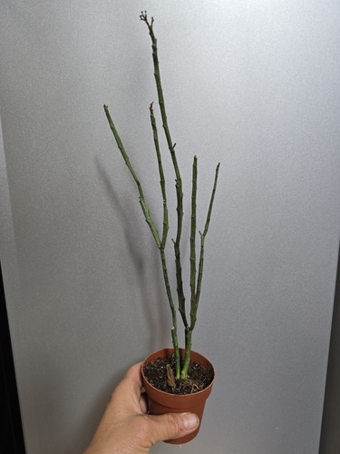 Dead stick euphorbia - dead, stick'euphorbia