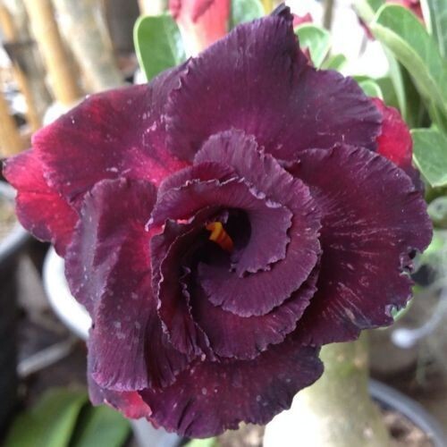 Adenium obesum amata seeds - obesum,