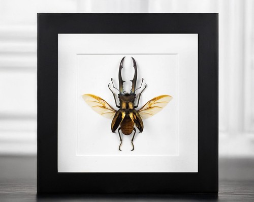 Real bronze stag beetle - real,