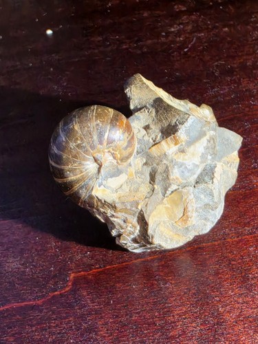 Eutrephoceras dekayi nautiloid - eutrephoceras,