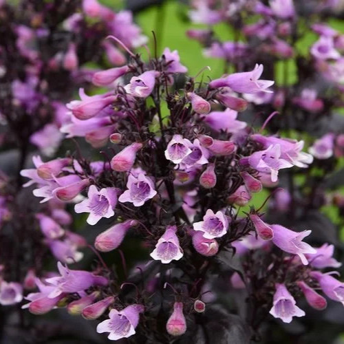 Penstemon dark tower - dark, perennial