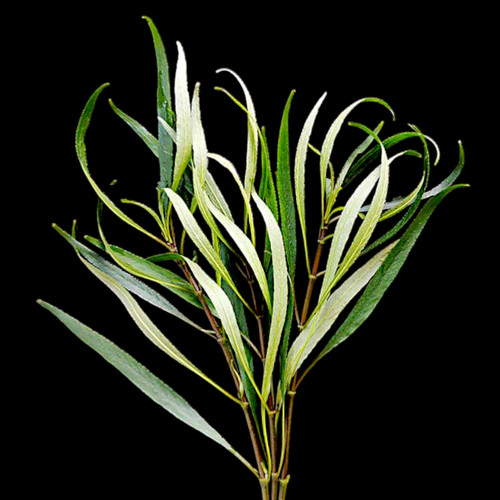 Hygro willow hygrophila - hygro,