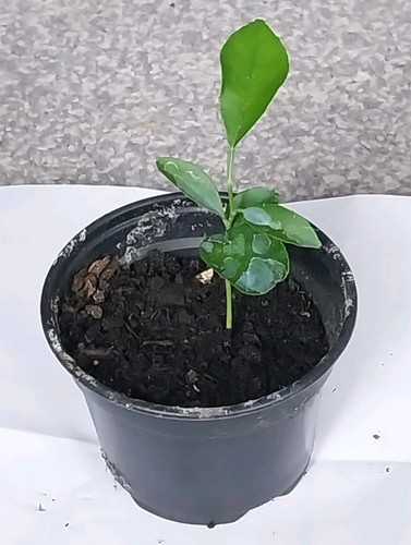 One year old healthy bitter - one,