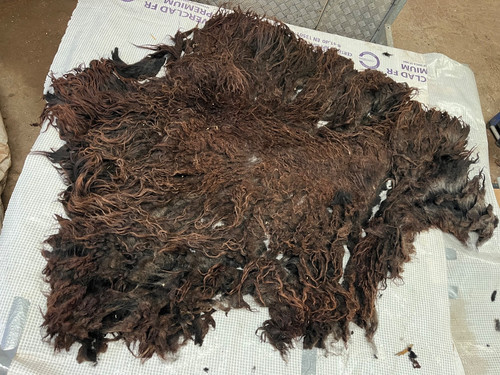 2180g hebridean whole raw - 2180g,