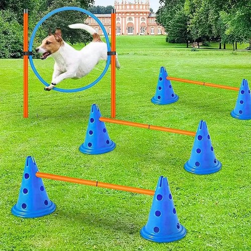 Dog agility set jump - agility, training